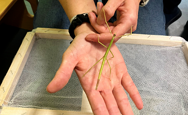 News- Foto: Eine ausgestreckte Hand, auf der eine Stabheuschrecke sitzt