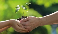 Erwachsene und Kinderhände halten einen Pflanzensetzling in einem Haufen Erde